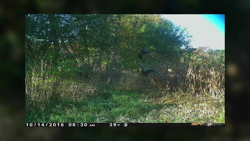 SpyPoint LINK-EVO Cellular Trail/Game Camera - image 8 from the video